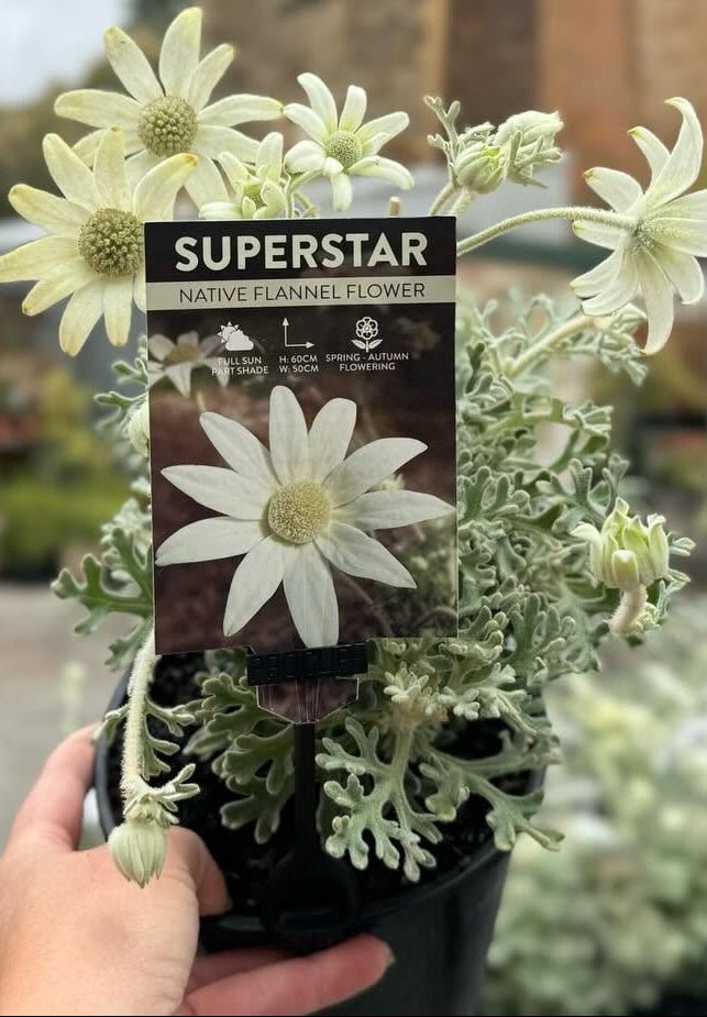 Flannel Flower 'Superstar' (Actinotus helianthi) - Ladybird Nursery