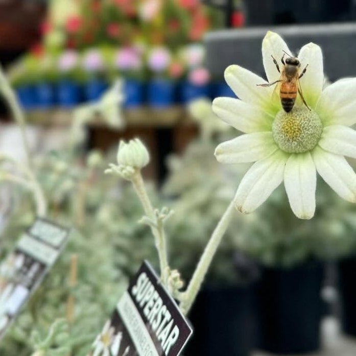 Flannel Flower 'Superstar' (Actinotus helianthi) - Ladybird Nursery