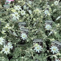 Flannel Flower 'Superstar' (Actinotus helianthi) - Ladybird Nursery
