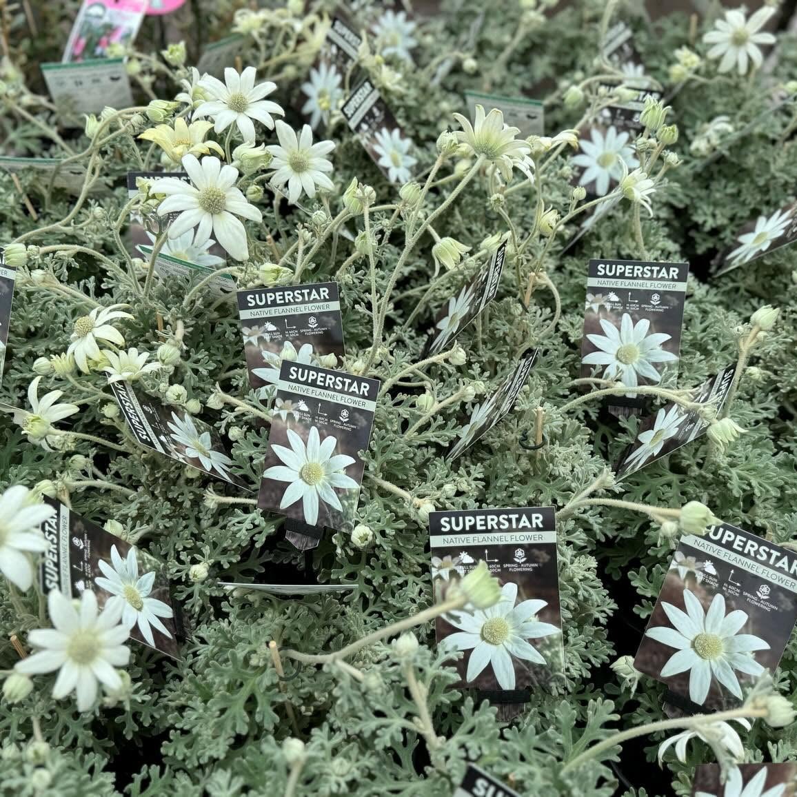Flannel Flower 'Superstar' (Actinotus helianthi) - Ladybird Nursery