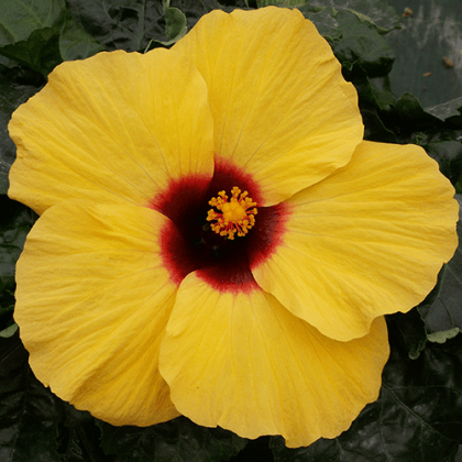 Hibiscus Klahanie Limoncello - Ladybird Nursery