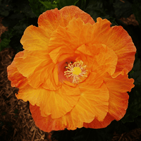 Hibiscus Rio Clara Sunset Ruffle - Ladybird Nursery