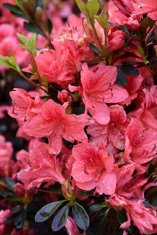 Rhododendron Douglas R Stephen - Ladybird Nursery