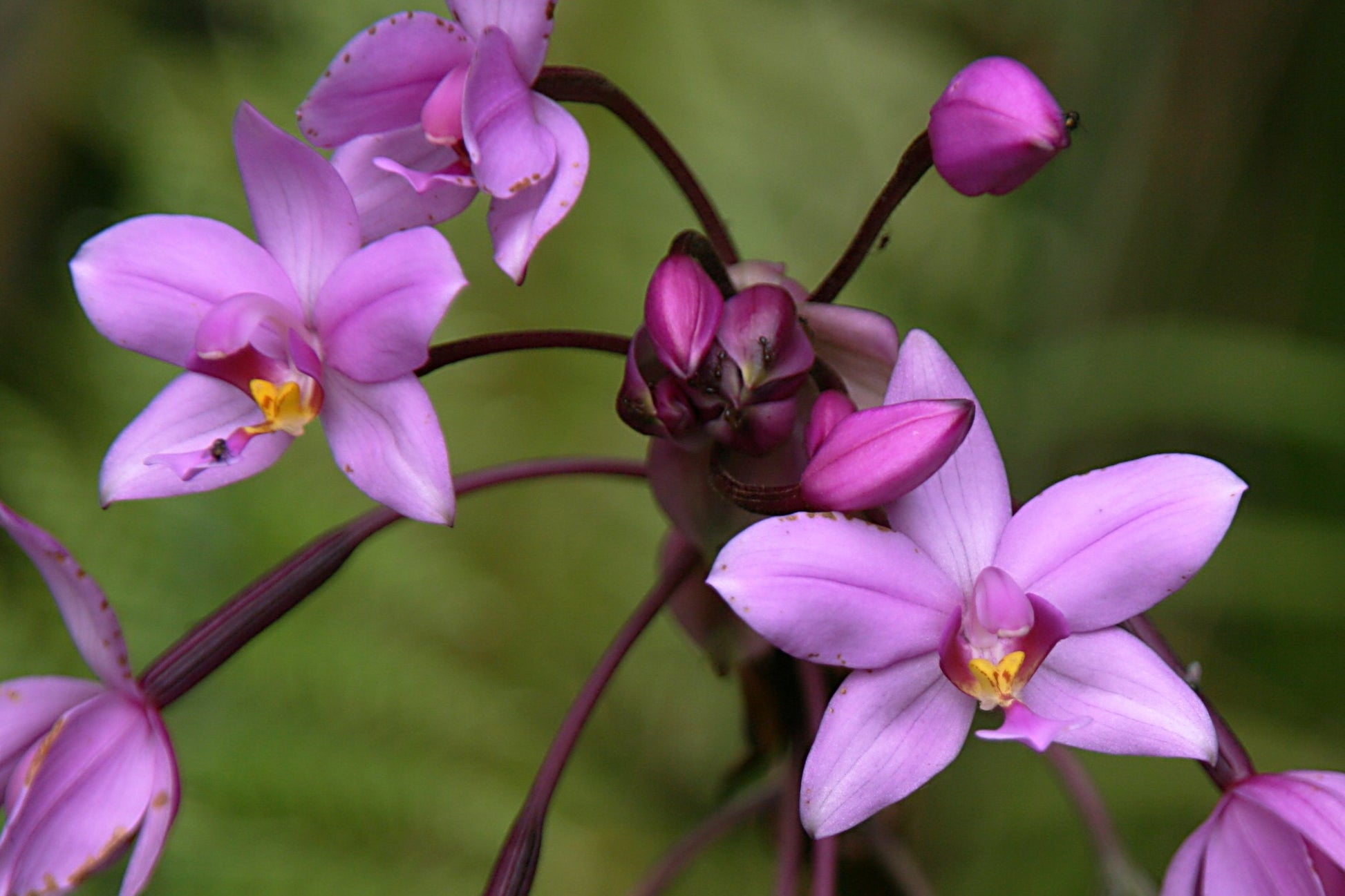 Ground Orchid Purple (Spathoglottis plicata)