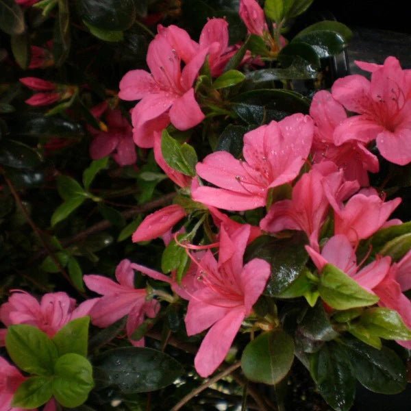 Azalea Favourite - Ladybird Nursery