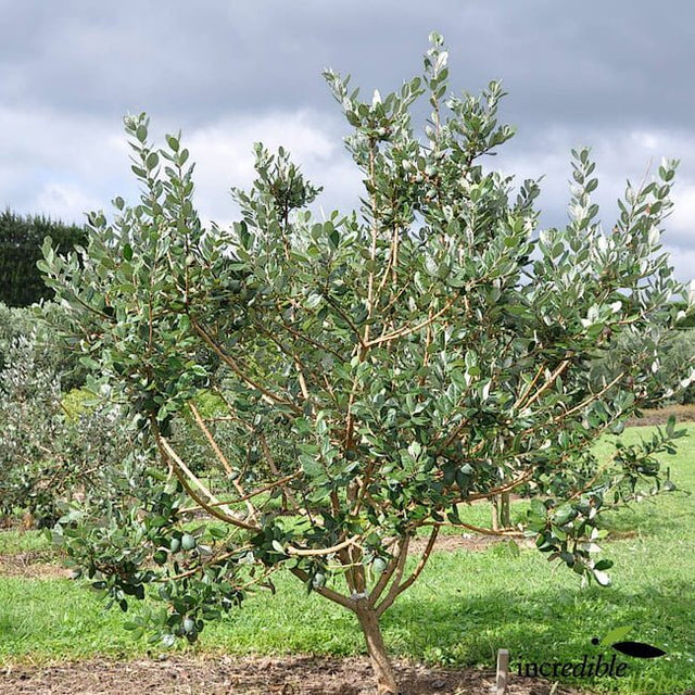 Feijoa Apollo Fruit Tree – Buy Now! – Ladybird Nursery