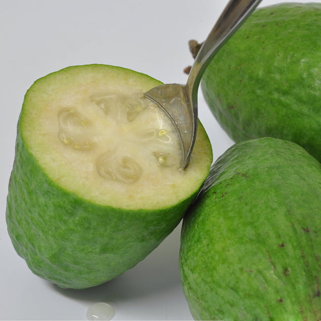 Feijoa Apollo