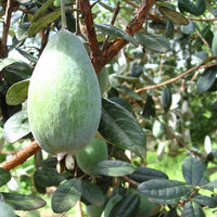 Feijoa Apollo