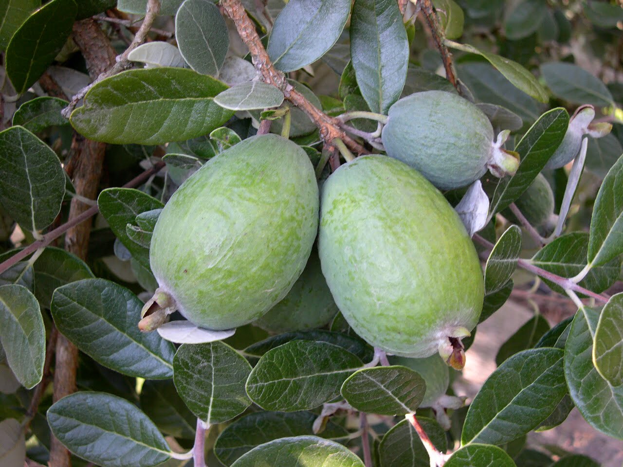 Feijoa 'Triumph' Grafted (PICK UP ONLY) - Ladybird Nursery