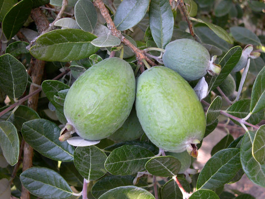 Feijoa 'Triumph' Grafted
