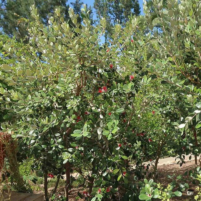 Feijoa Large Oval - Ladybird Nursery
