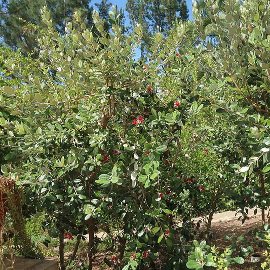 Feijoa Large Oval