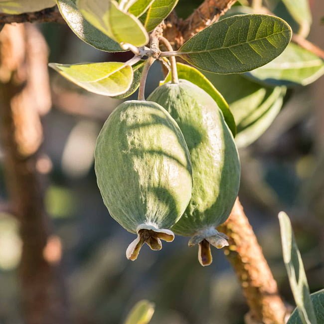 Feijoa Large Oval - Ladybird Nursery