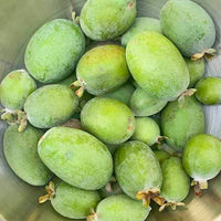 Feijoa Large Oval