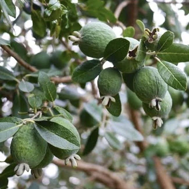 Feijoa Large Oval