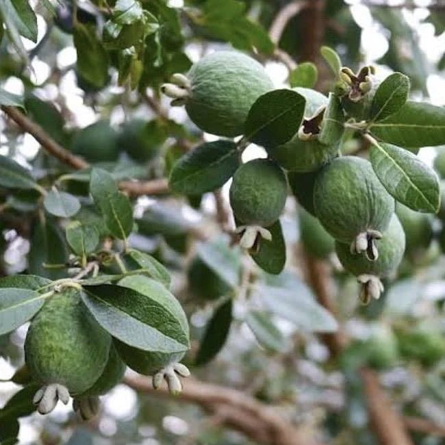 Feijoa Large Oval - Ladybird Nursery