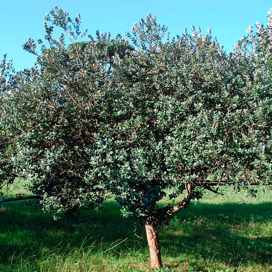 Feijoa Nazematze