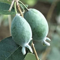 Feijoa Nazematze