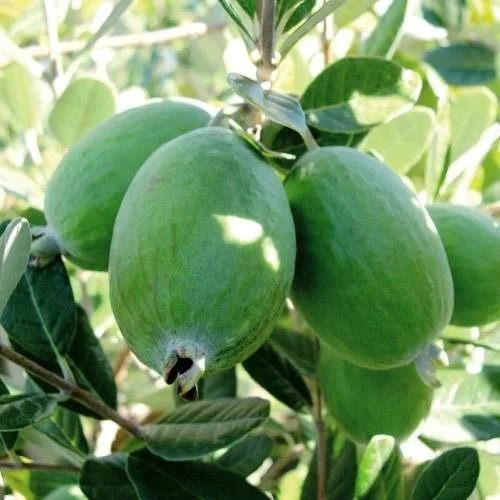 Feijoa Duffy - Ladybird Nursery