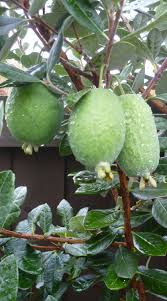 Feijoa 'Triumph' Grafted (PICK UP ONLY) - Ladybird Nursery
