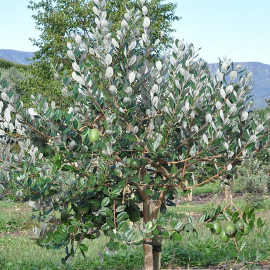 Feijoa Unique Fruit Tree – Buy Now! – Ladybird Nursery