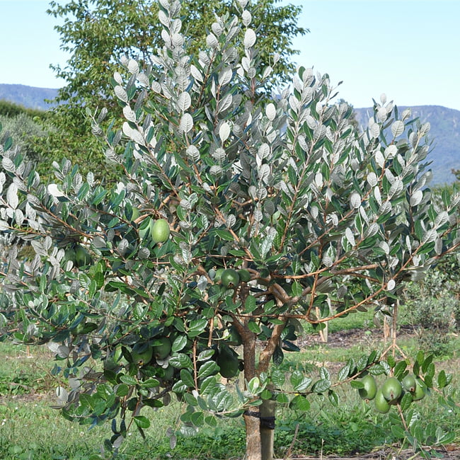 Feijoa Unique