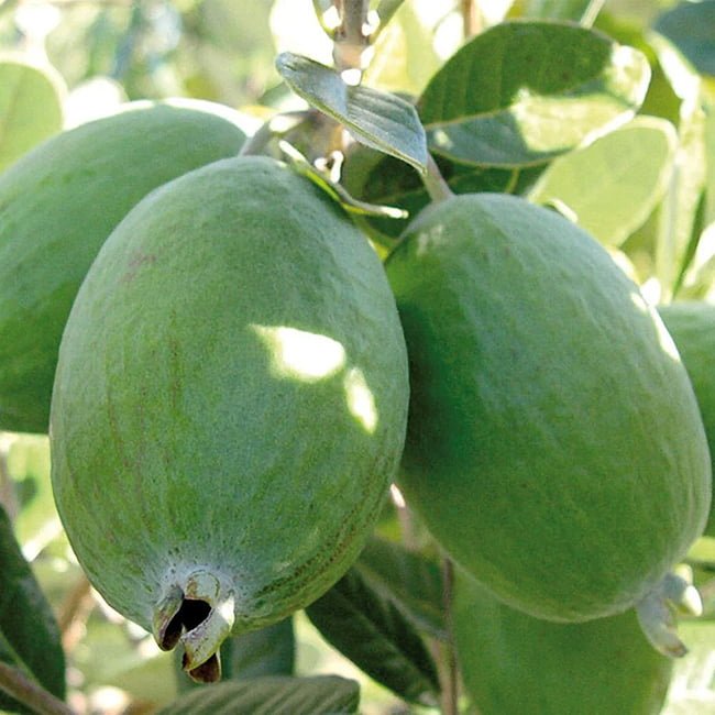Feijoa Unique Fruit Tree – Buy Now! – Ladybird Nursery
