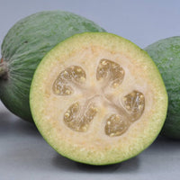 Feijoa Unique - Ladybird Nursery