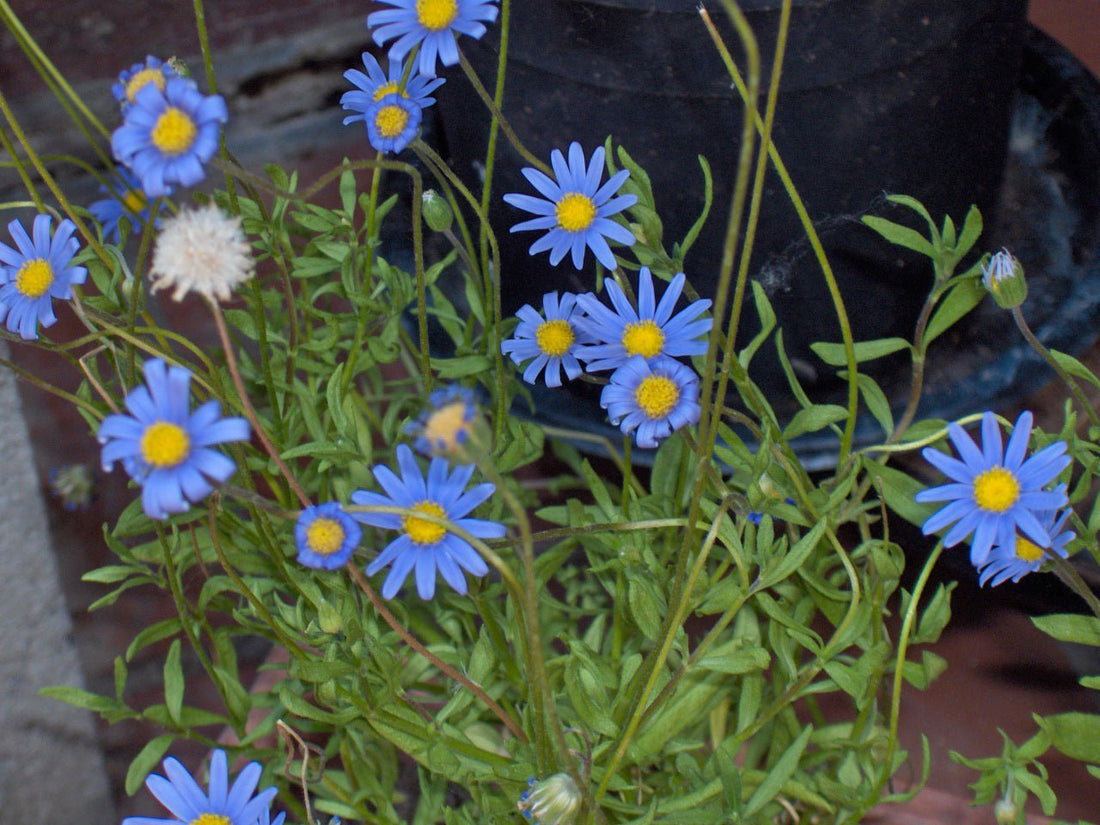 Blue Felicia (Felicia amelloides) - Ladybird Nursery