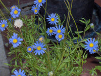 Blue Felicia (Felicia amelloides)