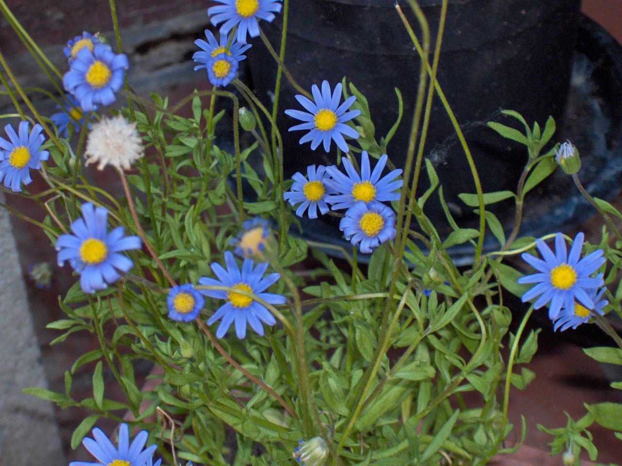 Blue Felicia (Felicia amelloides) - Ladybird Nursery