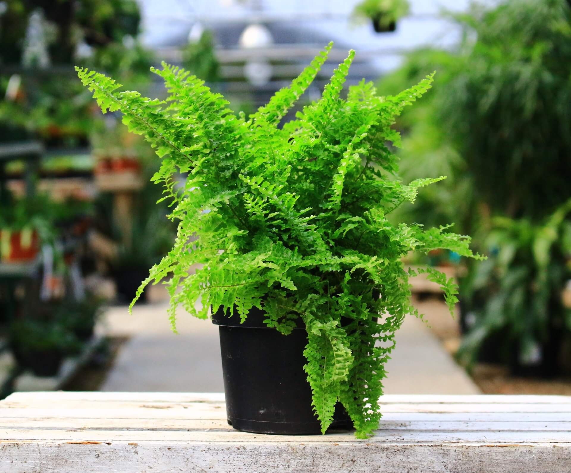 Boston Fern Fluffy Ruffles (Nephrolepis exaltata)