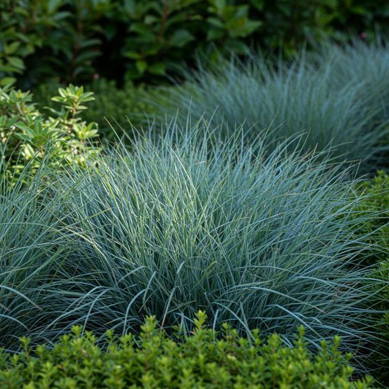 Festuca 'Beyond Blue' (Festuca glauca) - Ladybird Nursery