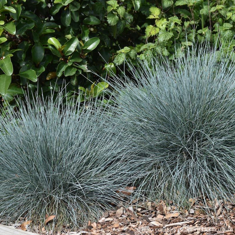 Festuca 'Beyond Blue' (Festuca glauca) - Ladybird Nursery