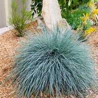 Festuca 'Beyond Blue' (Festuca glauca) - Ladybird Nursery