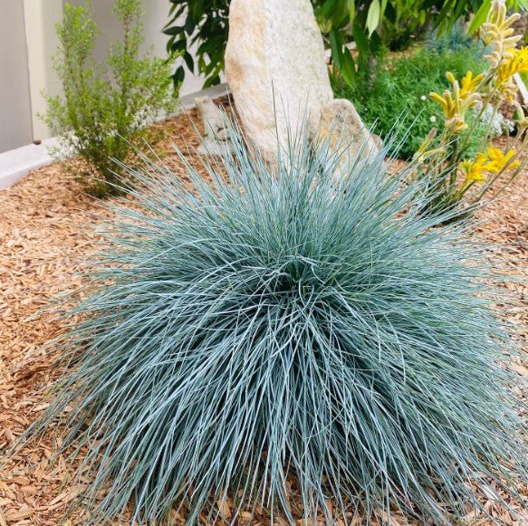 Festuca 'Beyond Blue' (Festuca glauca) - Ladybird Nursery