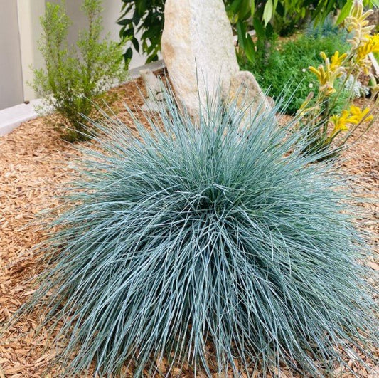 Festuca 'Beyond Blue' (Festuca glauca) - Ladybird Nursery