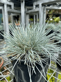 Festuca 'Beyond Blue' (Festuca glauca) - Ladybird Nursery