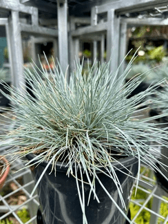 Festuca 'Beyond Blue' (Festuca glauca) - Ladybird Nursery