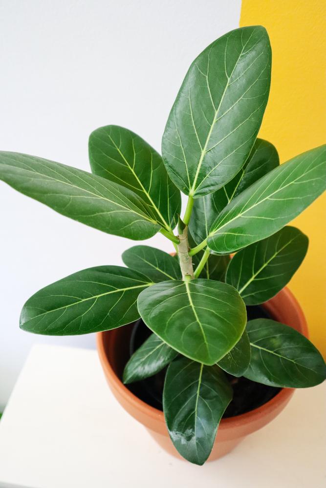 Ficus Audrey (PICK UP ONLY) - Ladybird Nursery