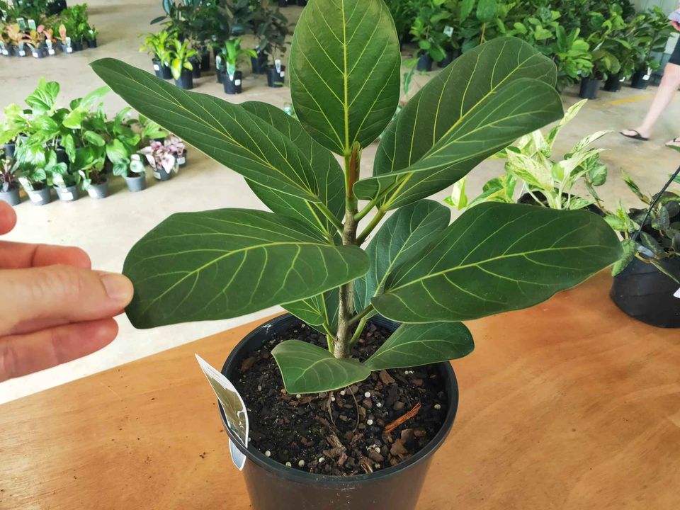 Ficus Audrey (PICK UP ONLY) - Ladybird Nursery