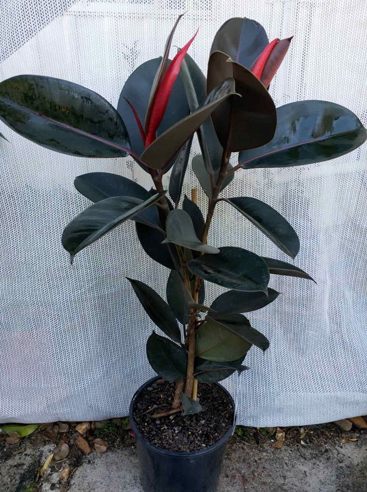 Rubber Plant 'Burgundy' (Ficus elastica) - Ladybird Nursery