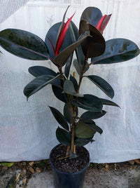 Rubber Plant 'Burgundy' (Ficus elastica)
