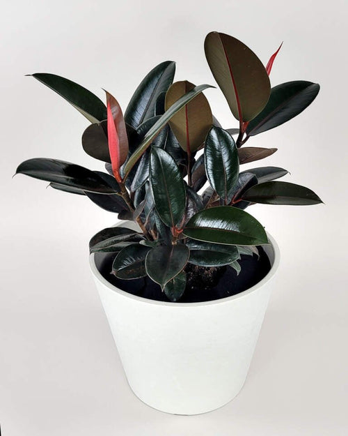 Burgundy Rubber Plant (Ficus elastica) - Ladybird Nursery