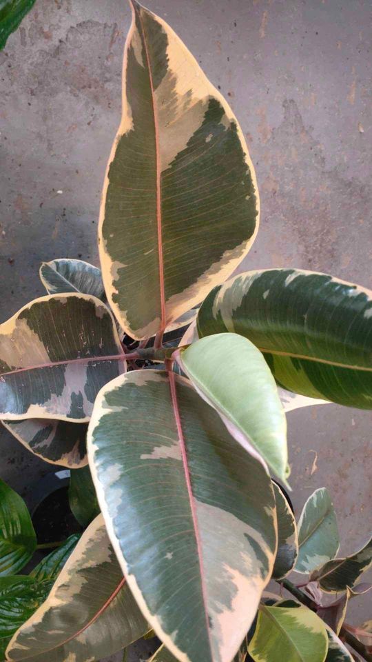 Ficus decora