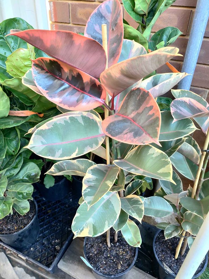 Ficus Rubra