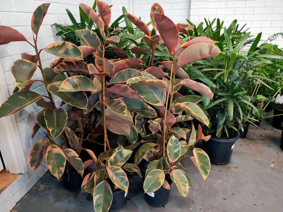 Ficus Rubra - Ladybird Nursery