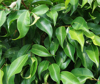 Weeping Fig Emerald Green Standards (Ficus benjamina) - Ladybird Nursery