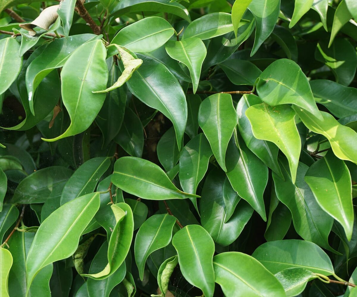 Weeping Fig Emerald Green Standards (Ficus benjamina) - Ladybird Nursery