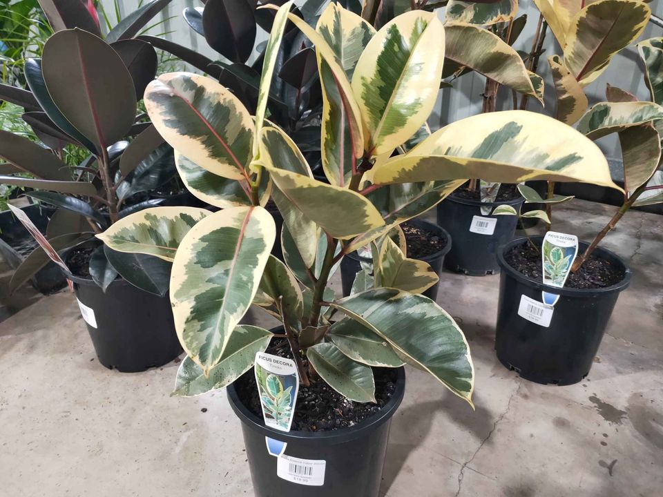 Ficus decora - Ladybird Nursery